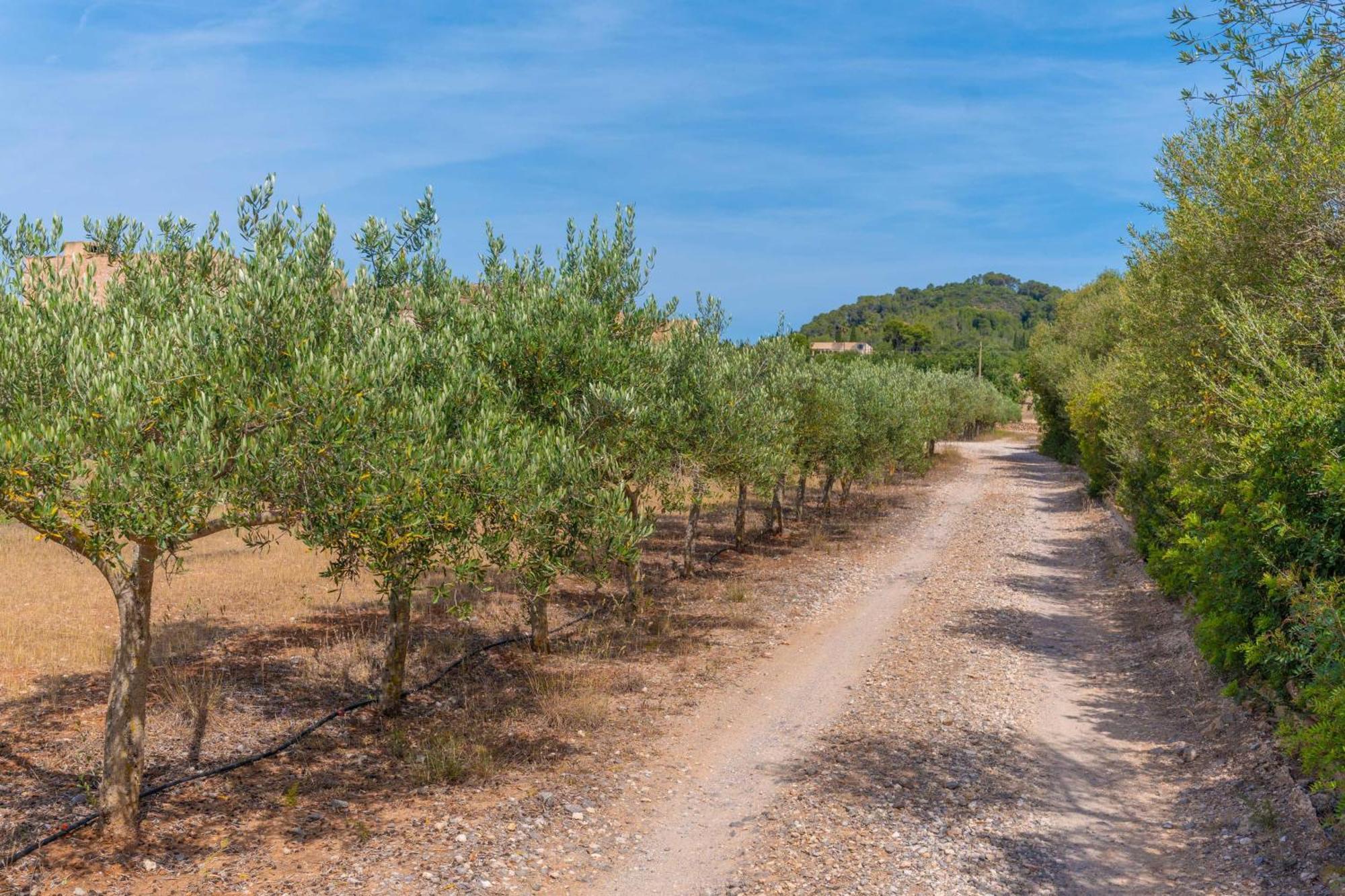 Son Floriana Villa Cala Bona  Eksteriør bilde